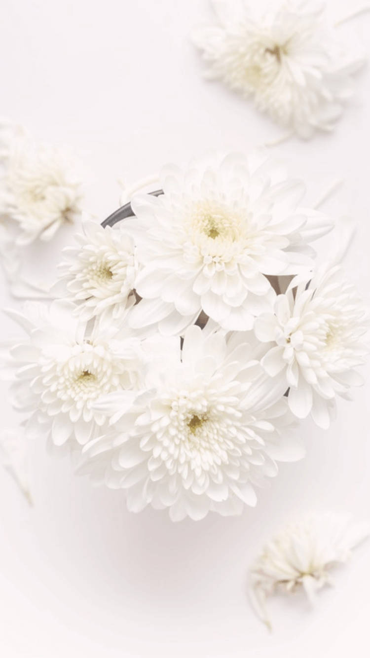 white chrysanthemums, minimalist cluster, pure white background, HD Phone Wallpaper