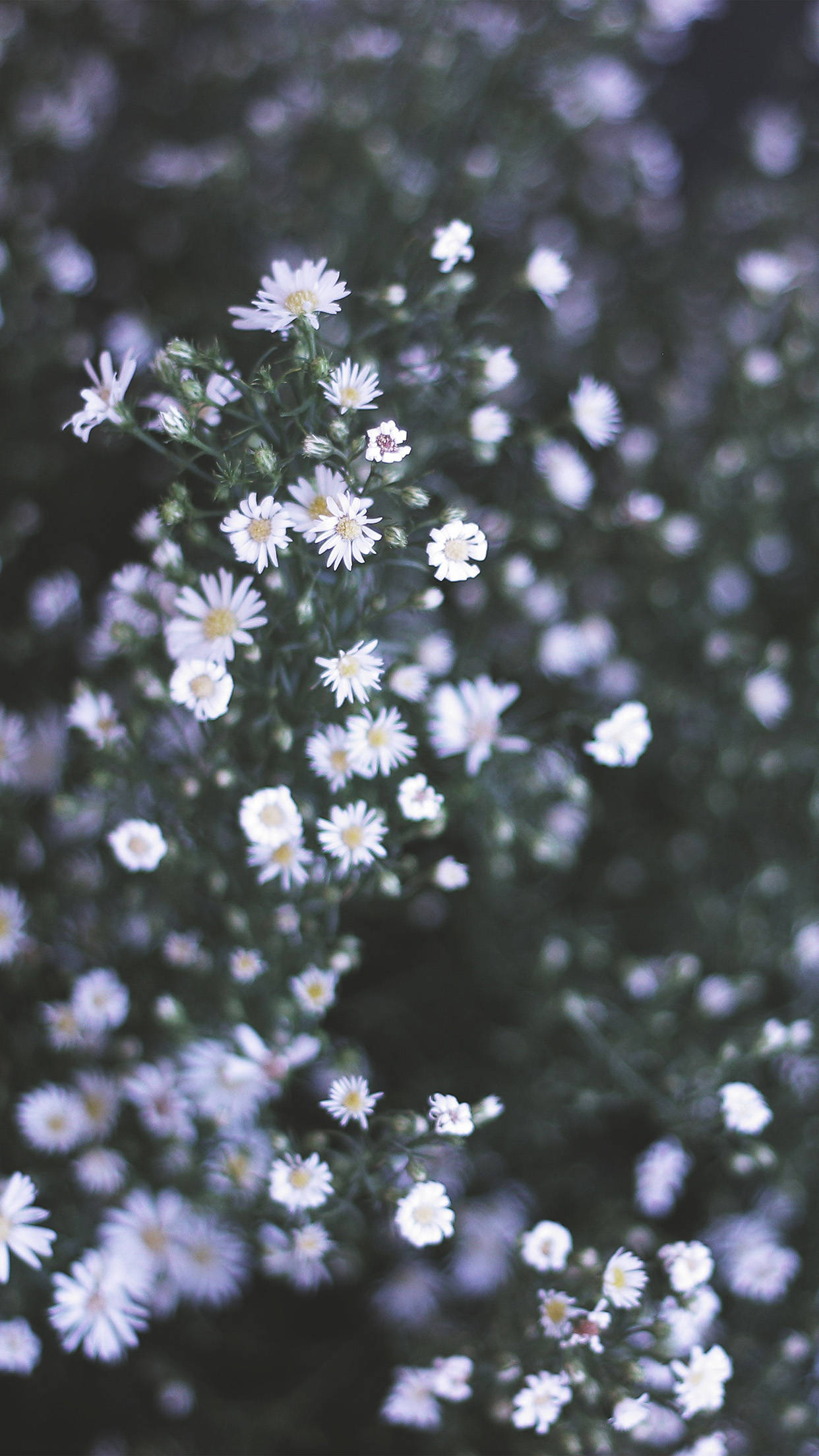 white daisies, yellow centers, blurred green backdrop, Full HD Phone Wallpaper