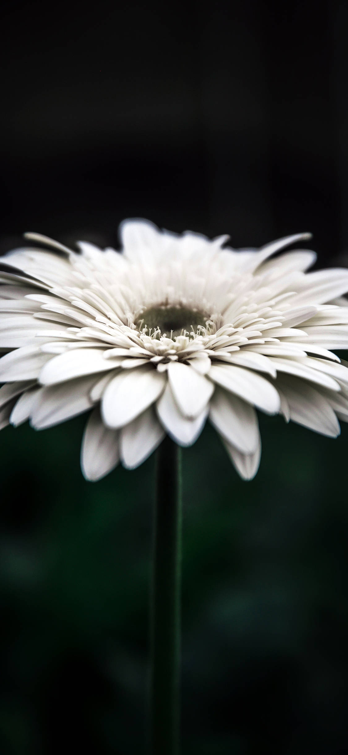 white gerbera daisy, delicate petals, sharp focus, Full HD Phone Wallpaper