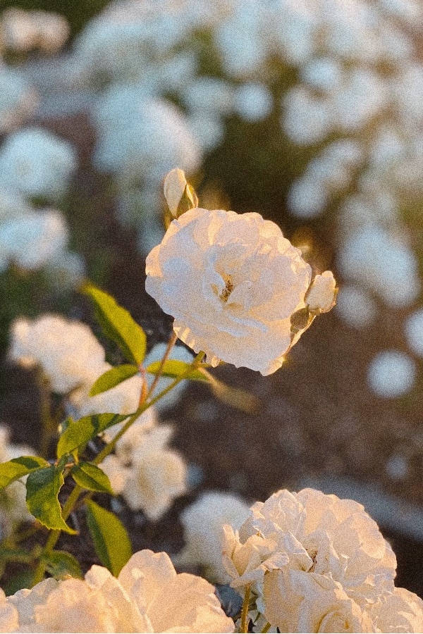 white rose, warm golden light, softly blurred garden backdrop, SD Phone Wallpaper