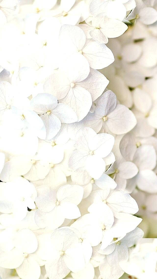 white hydrangea blossoms, soft light, layered petals, SD Phone Wallpaper