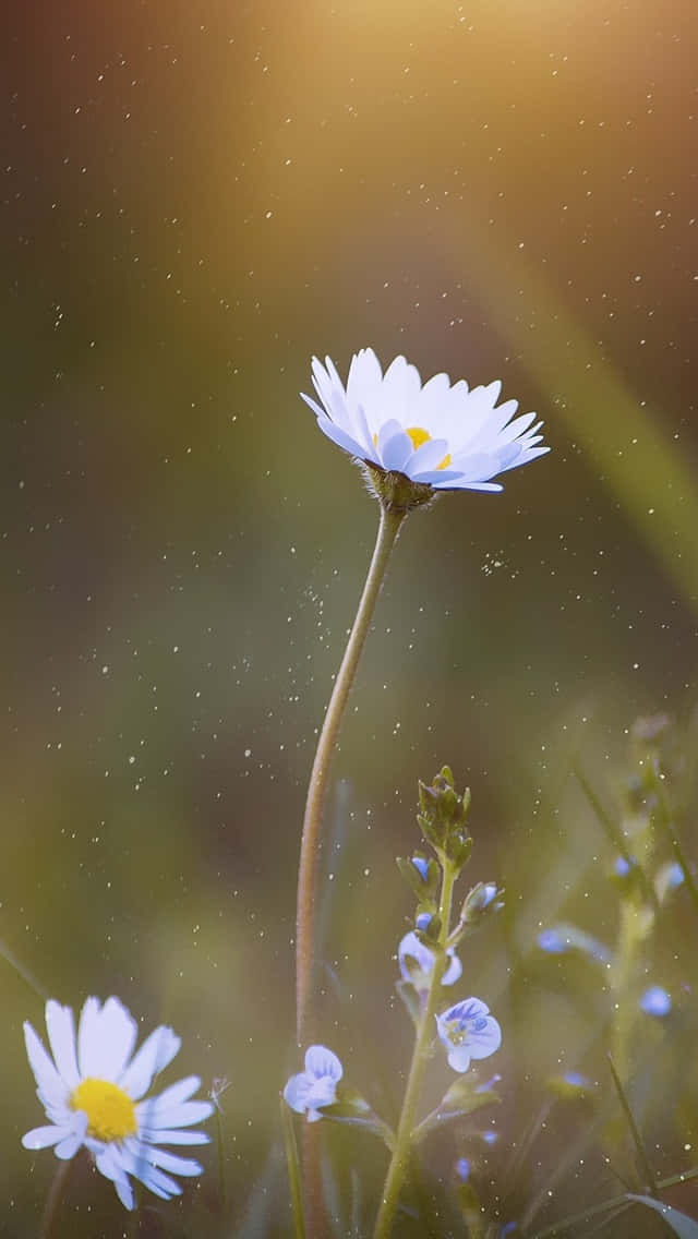 single spring daisy, white daisy, yellow center, SD Phone Wallpaper