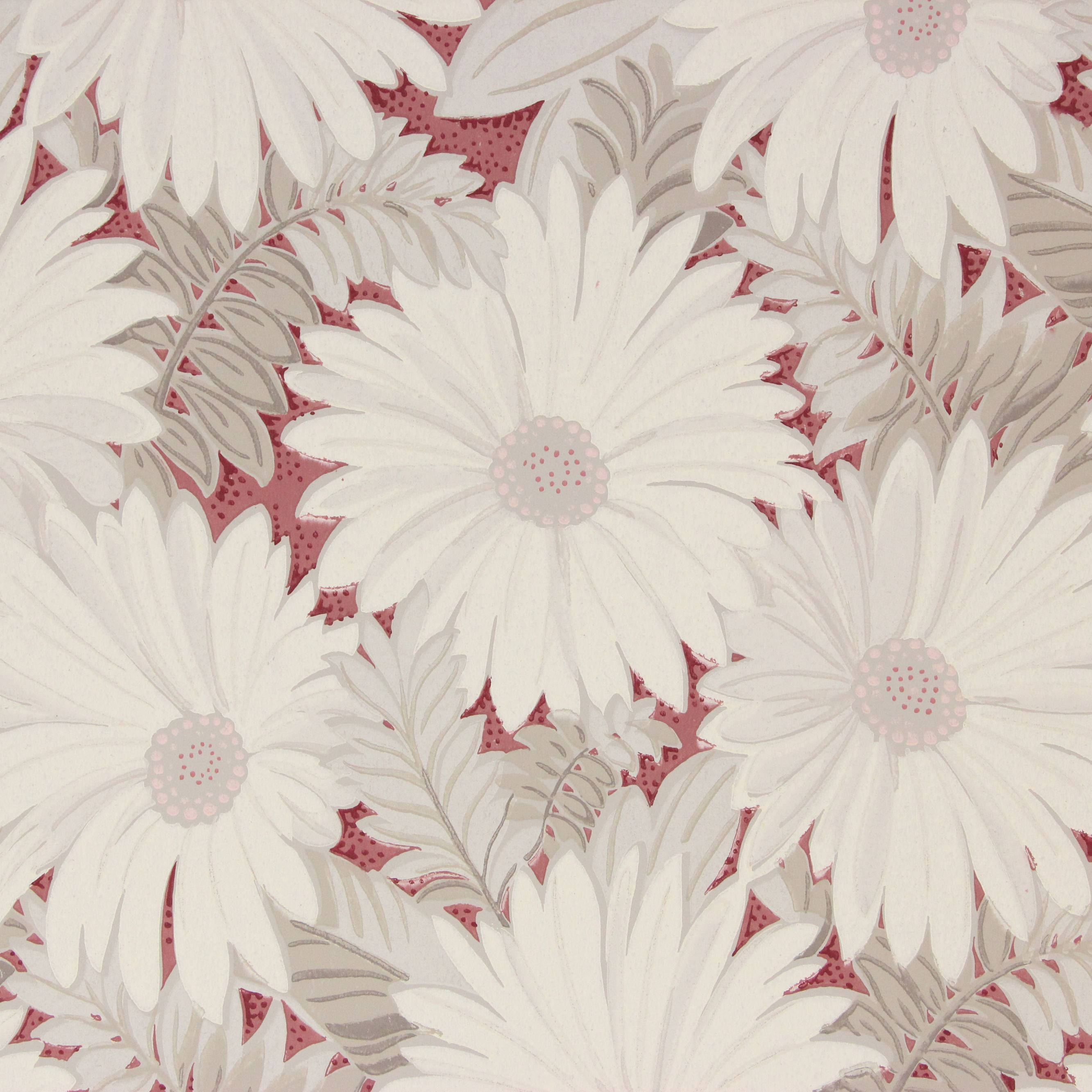 white daisies, gray leaves, textured pink background, 2K Desktop Wallpaper