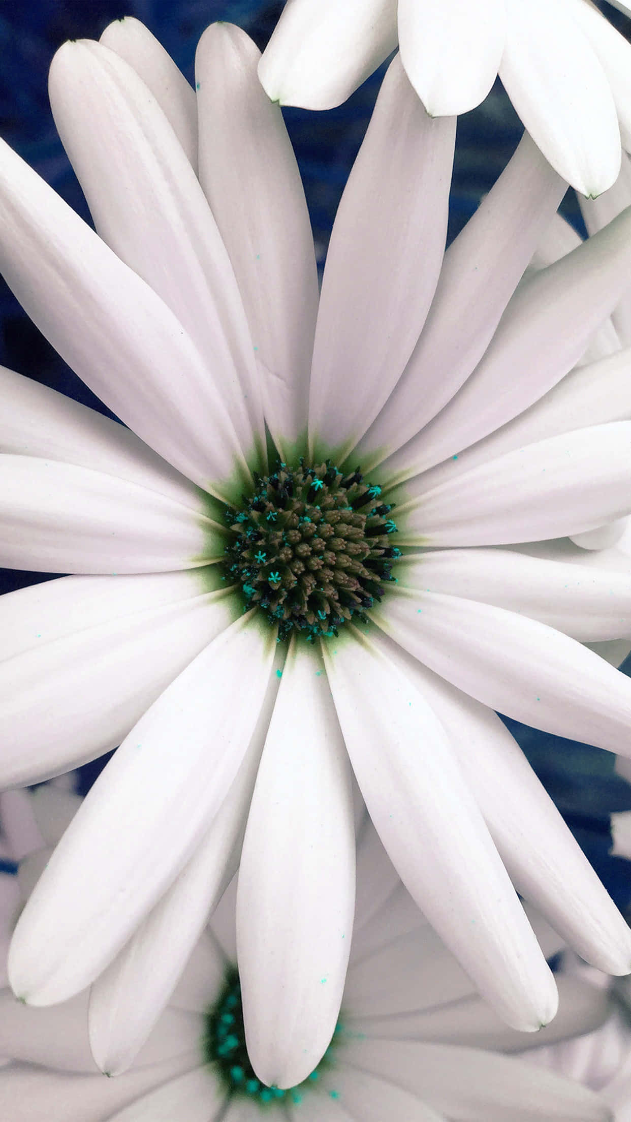 white daisy, green center, subtle blue background, Full HD Phone Wallpaper