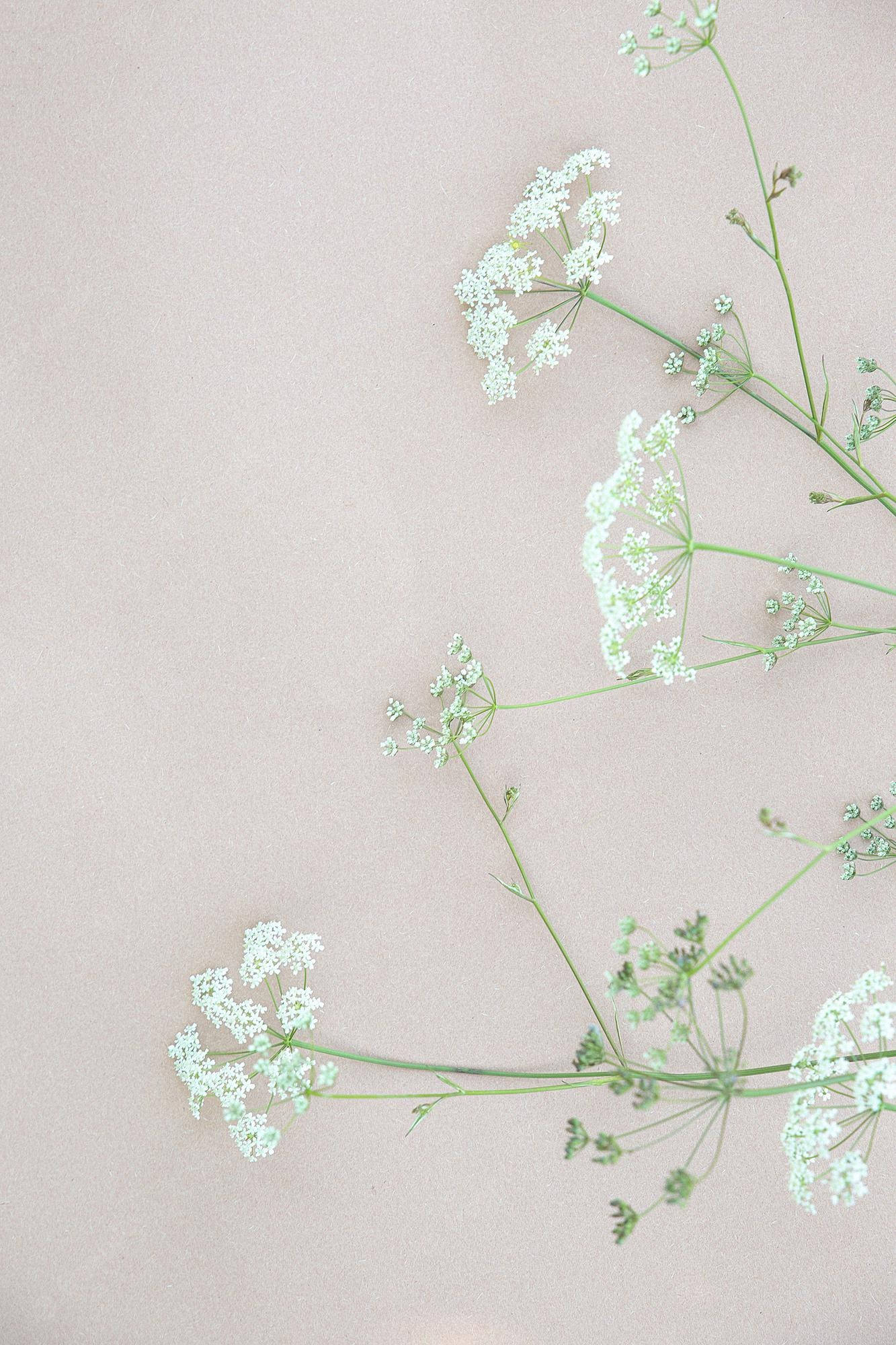 white flowers, slender green stems, soft beige background, Full HD Phone Wallpaper
