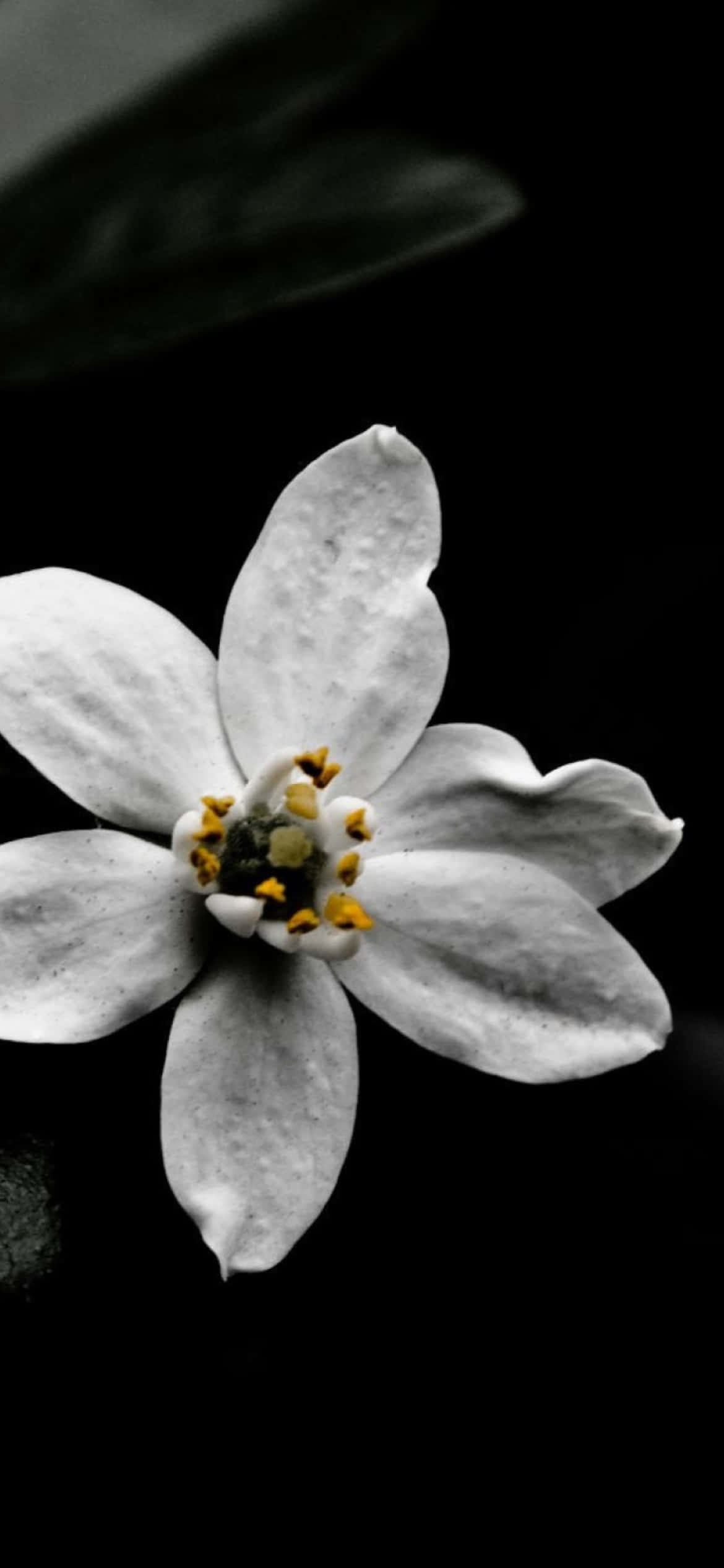 Black And White Philotheca Flower iPhone, white flower, yellow stamens, Full HD Phone Wallpaper