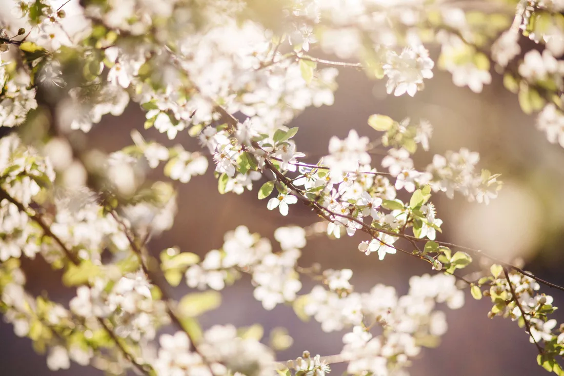 White Flower