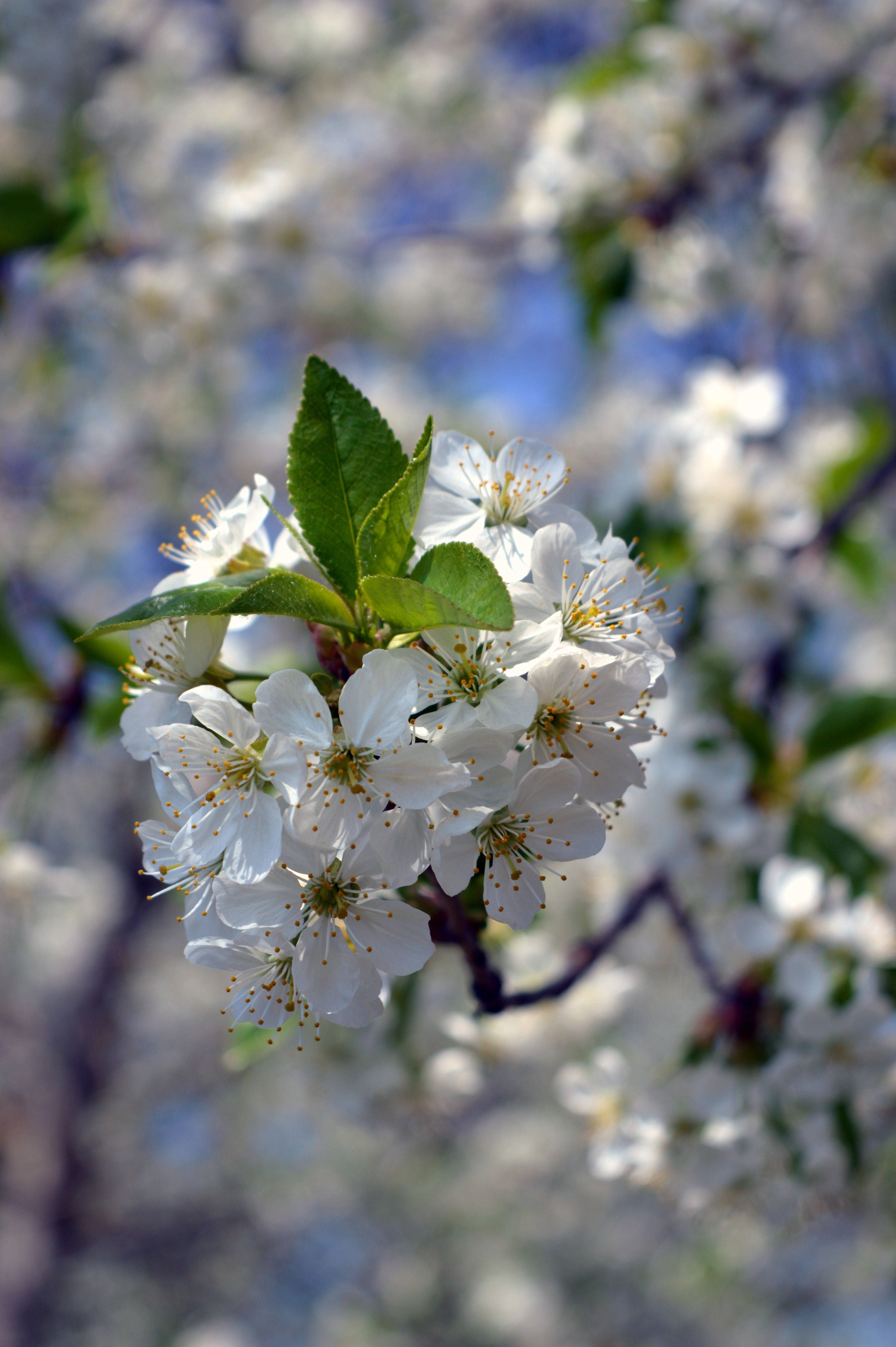 white flower, green leaf, delicate white cherry blossoms, 5K Phone Wallpaper