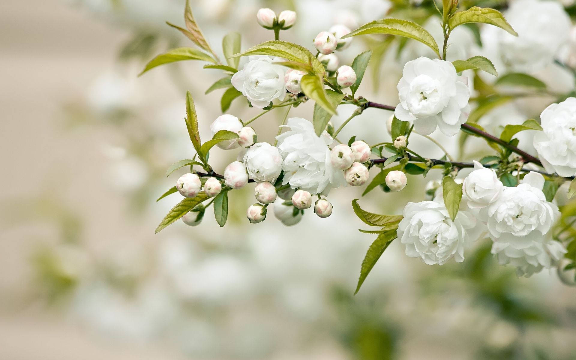 Pretty Jasmine White Flower, white blossoms, green leaves, Full HD Desktop Wallpaper