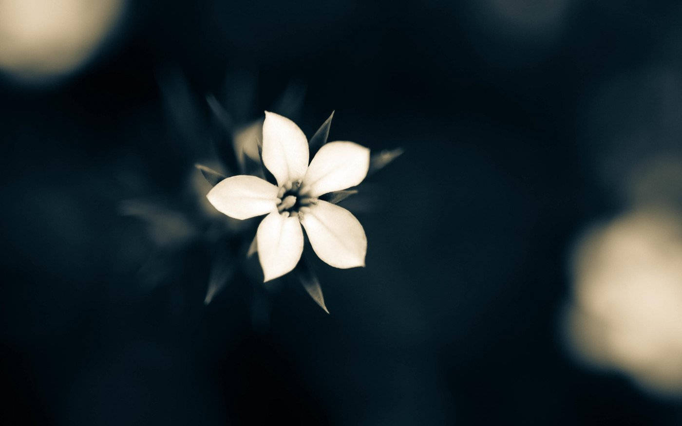 macro white flower, white flower, five petals, HD Desktop Wallpaper
