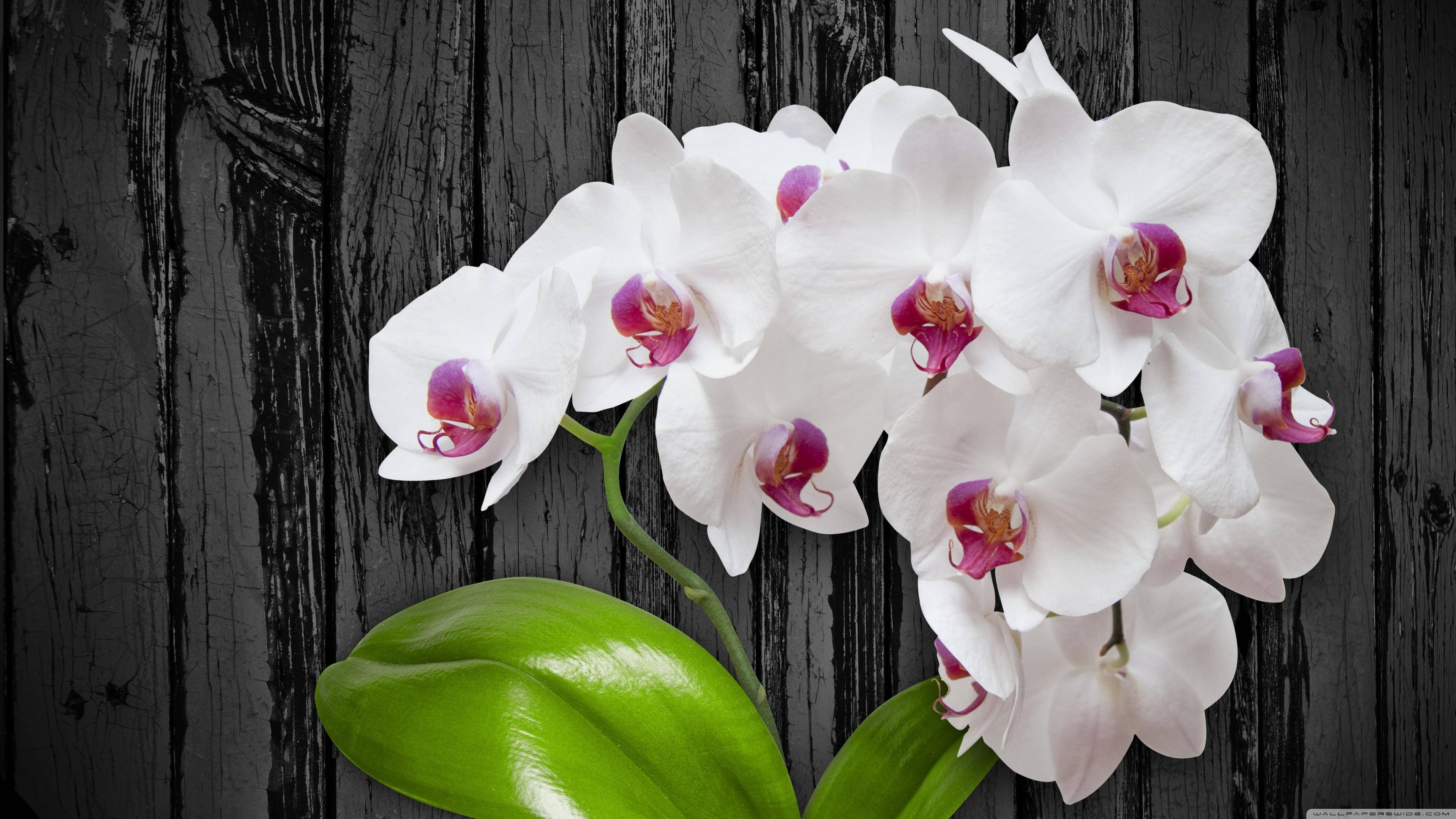 white orchids, pink centers, dark weathered wooden backdrop, 4K Desktop Wallpaper