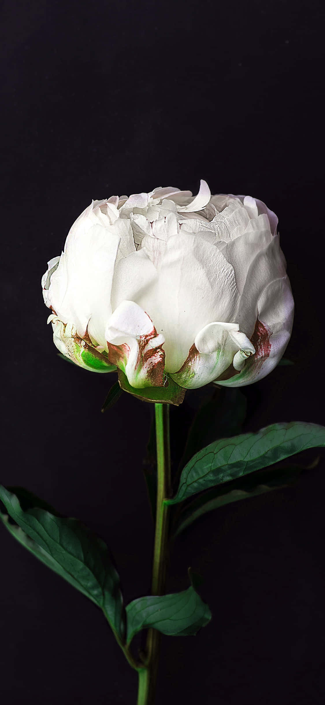 white peony, delicate petals, green leaves, Full HD Phone Wallpaper