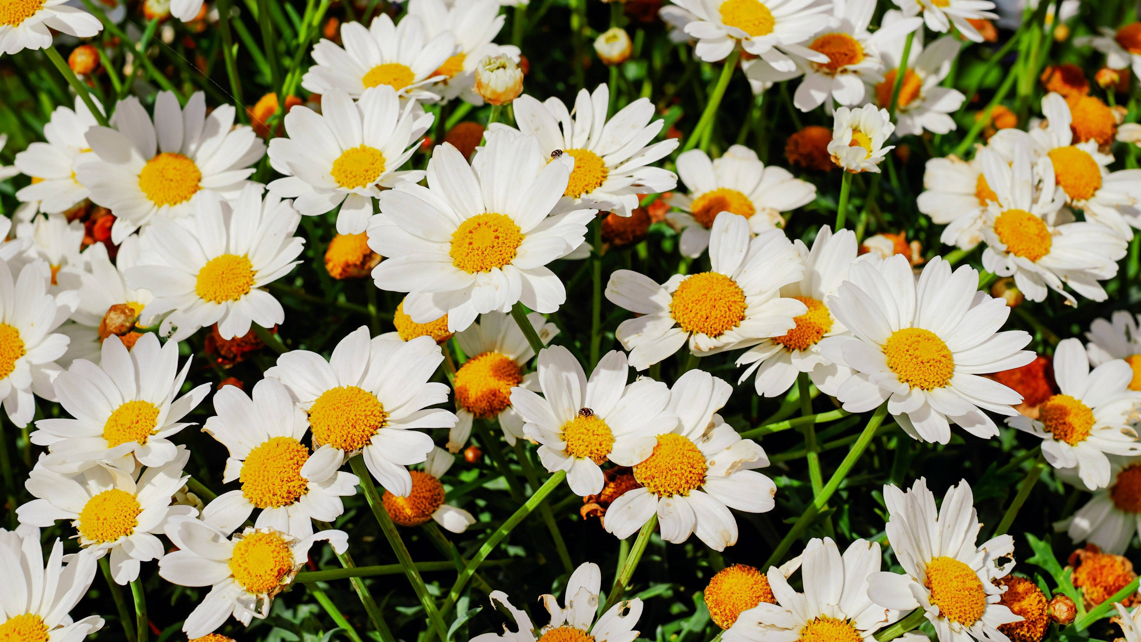 white daisies, bright yellow centers, sunny daylight, 4K Desktop Wallpaper