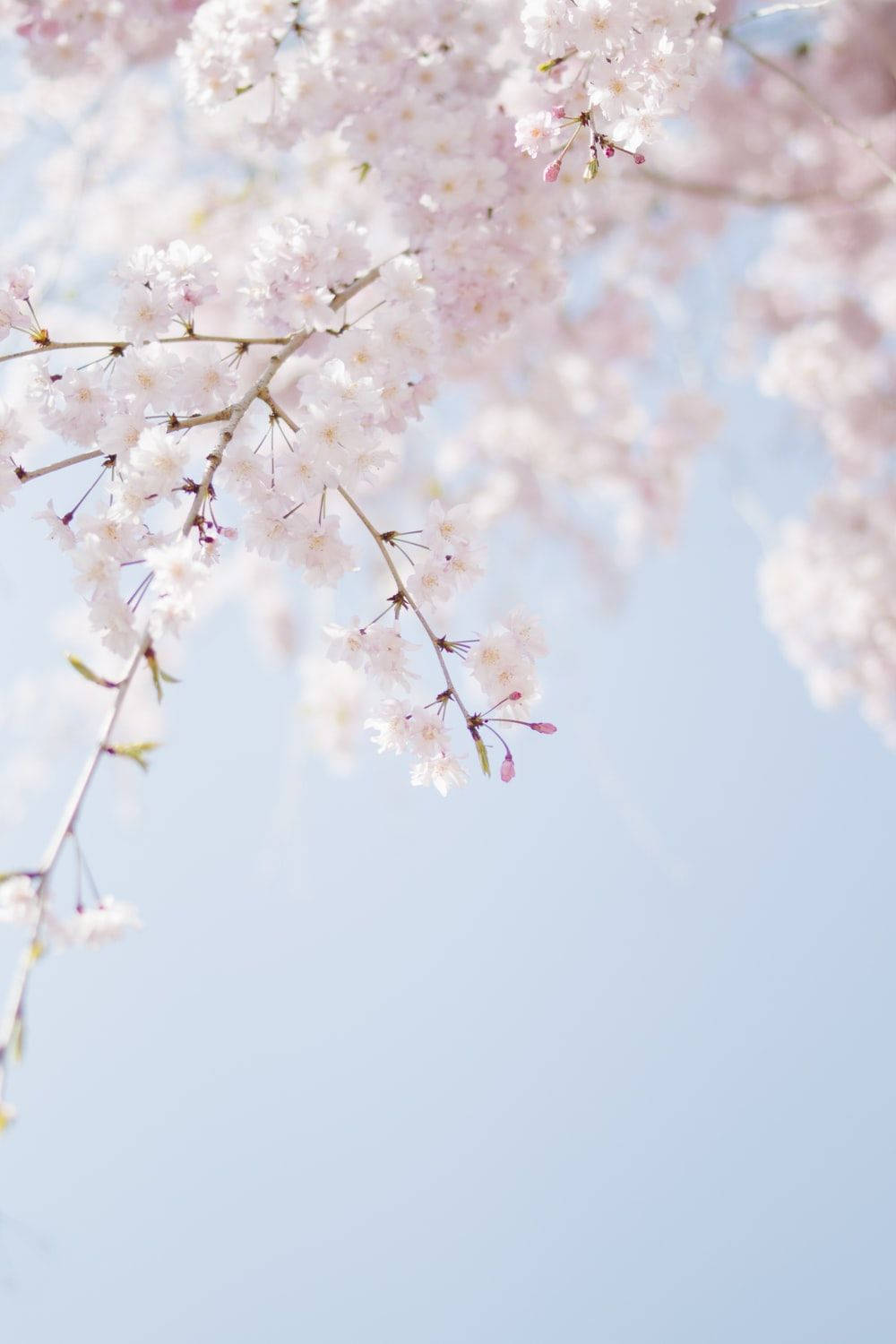 pink cherry blossoms, soft blue sky, spring, HD Phone Wallpaper
