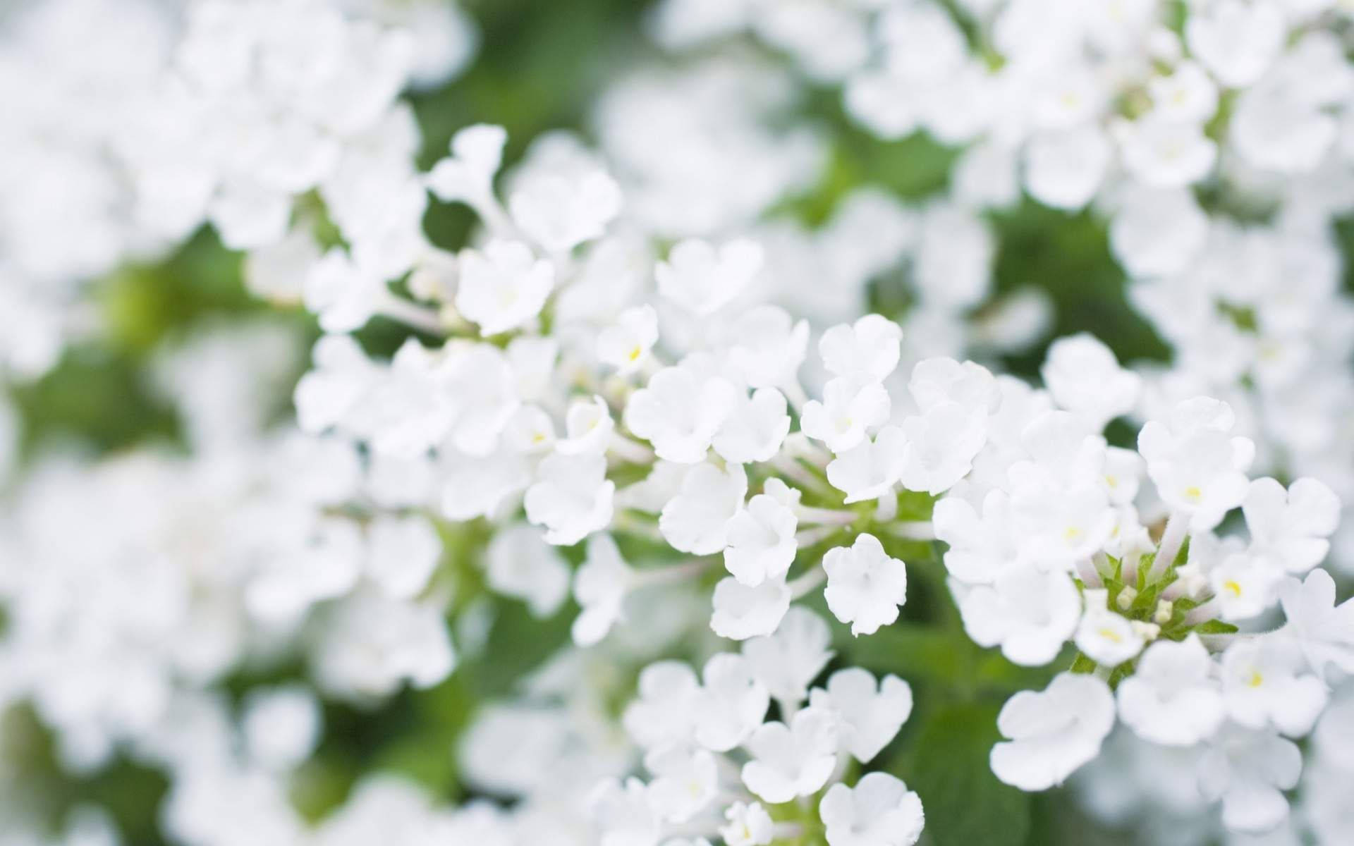 White Flower, soft-focus, delicate white flowers, Full HD Desktop Wallpaper
