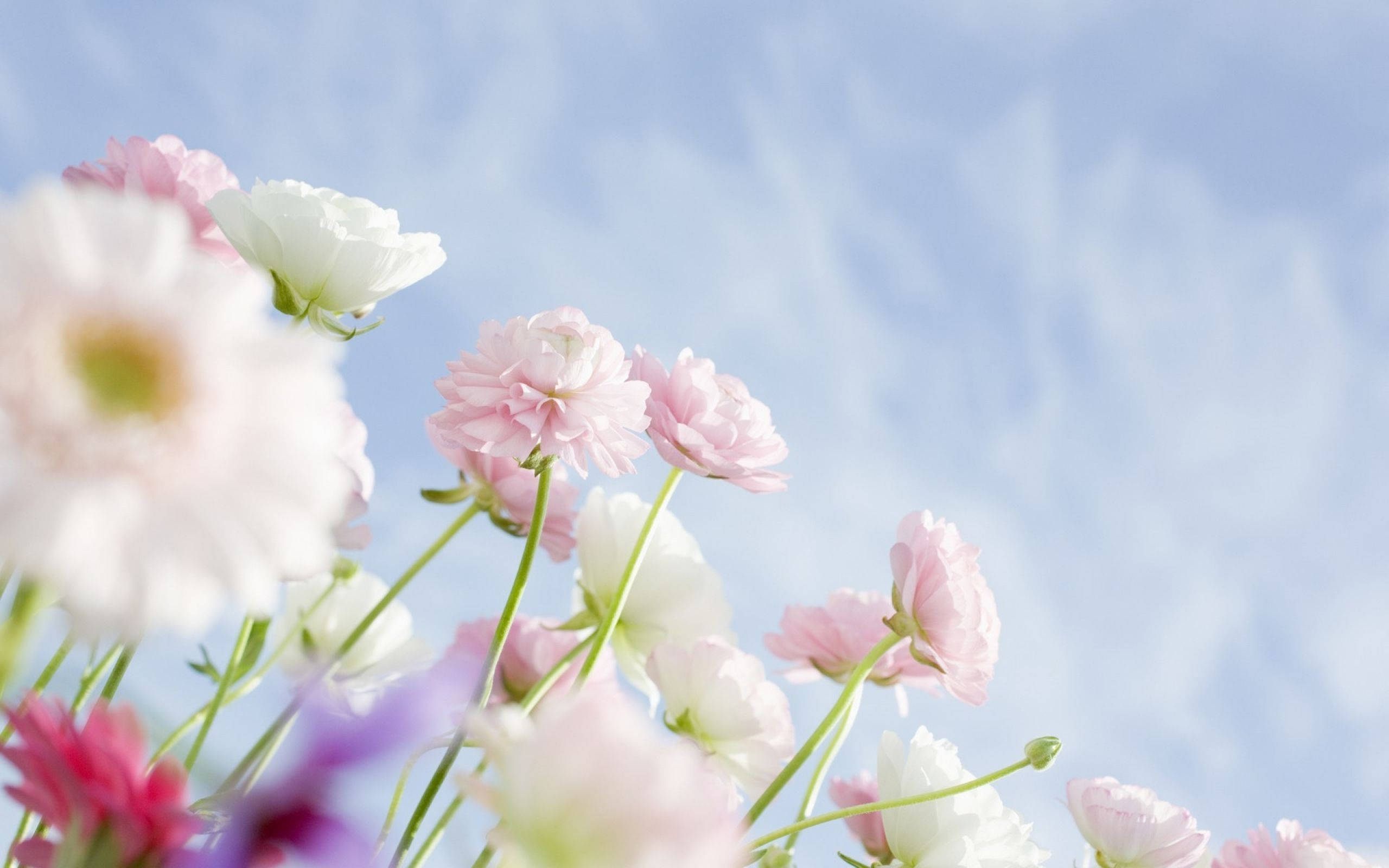 White Flower, soft pink, white flowers, 2K Desktop Wallpaper