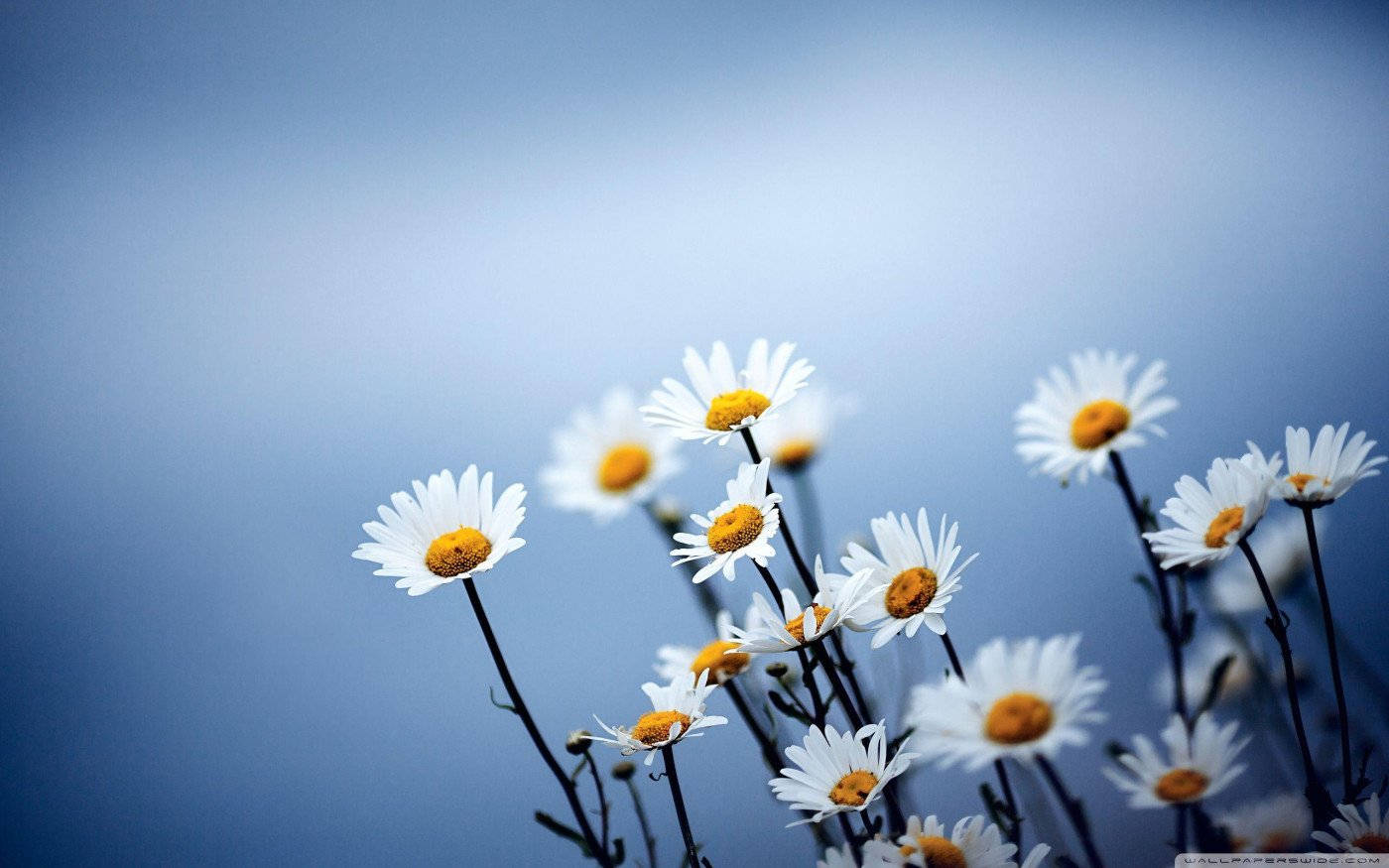 White Flower, yellow center, white daisies, HD Desktop Wallpaper