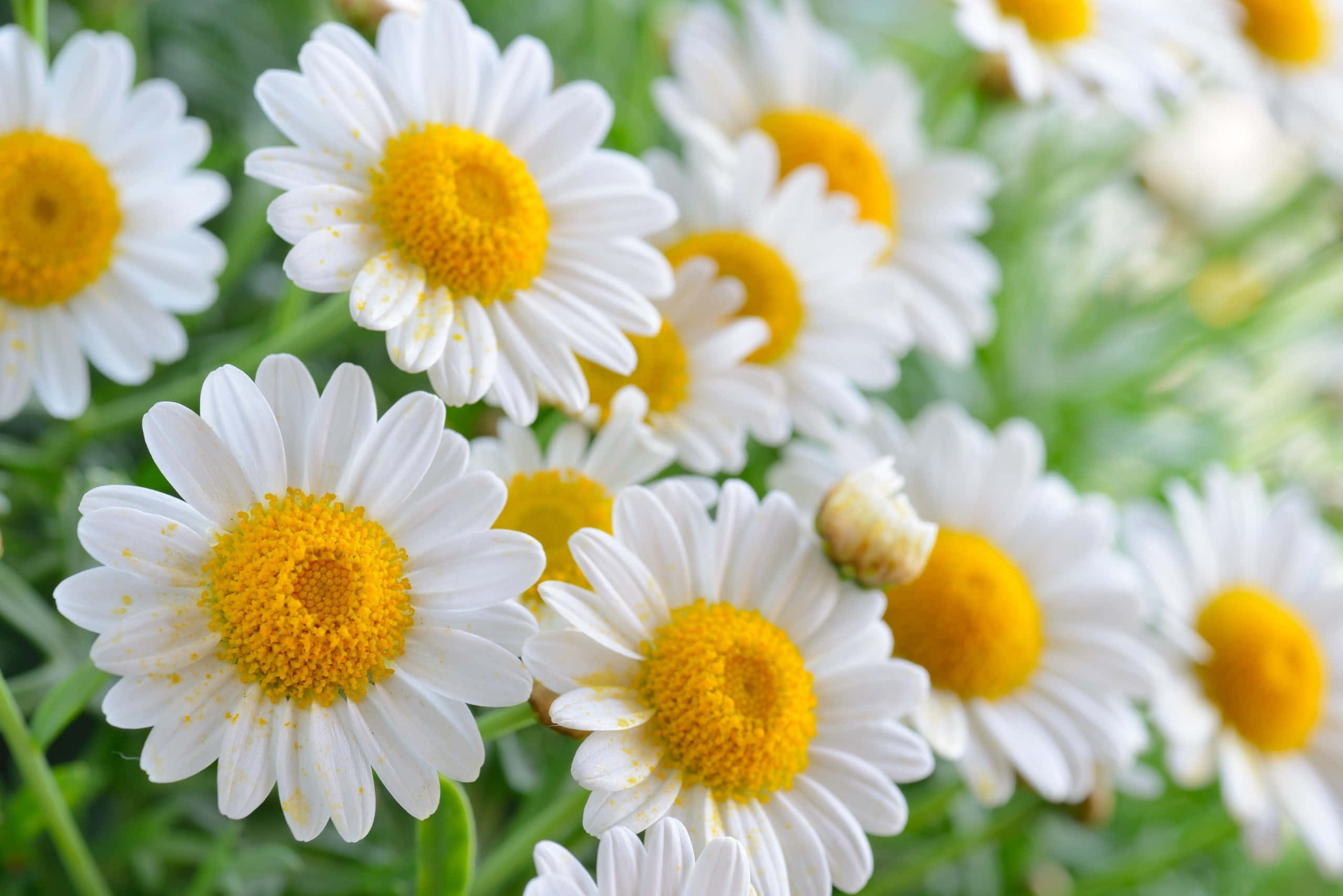 white daisies, bright yellow centers, soft green grass, 2K Desktop Wallpaper
