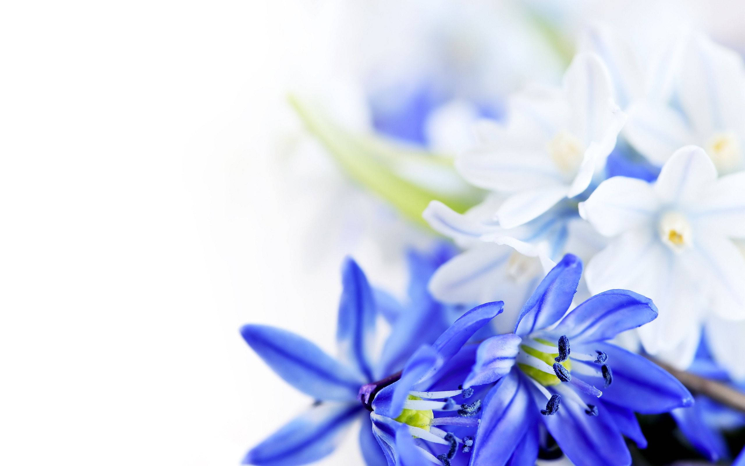 blue and white flower, delicate petals, green stems, 2K Desktop Wallpaper