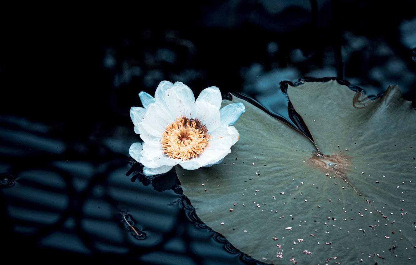 white water lily, golden center, large lily pad, HD Desktop Wallpaper