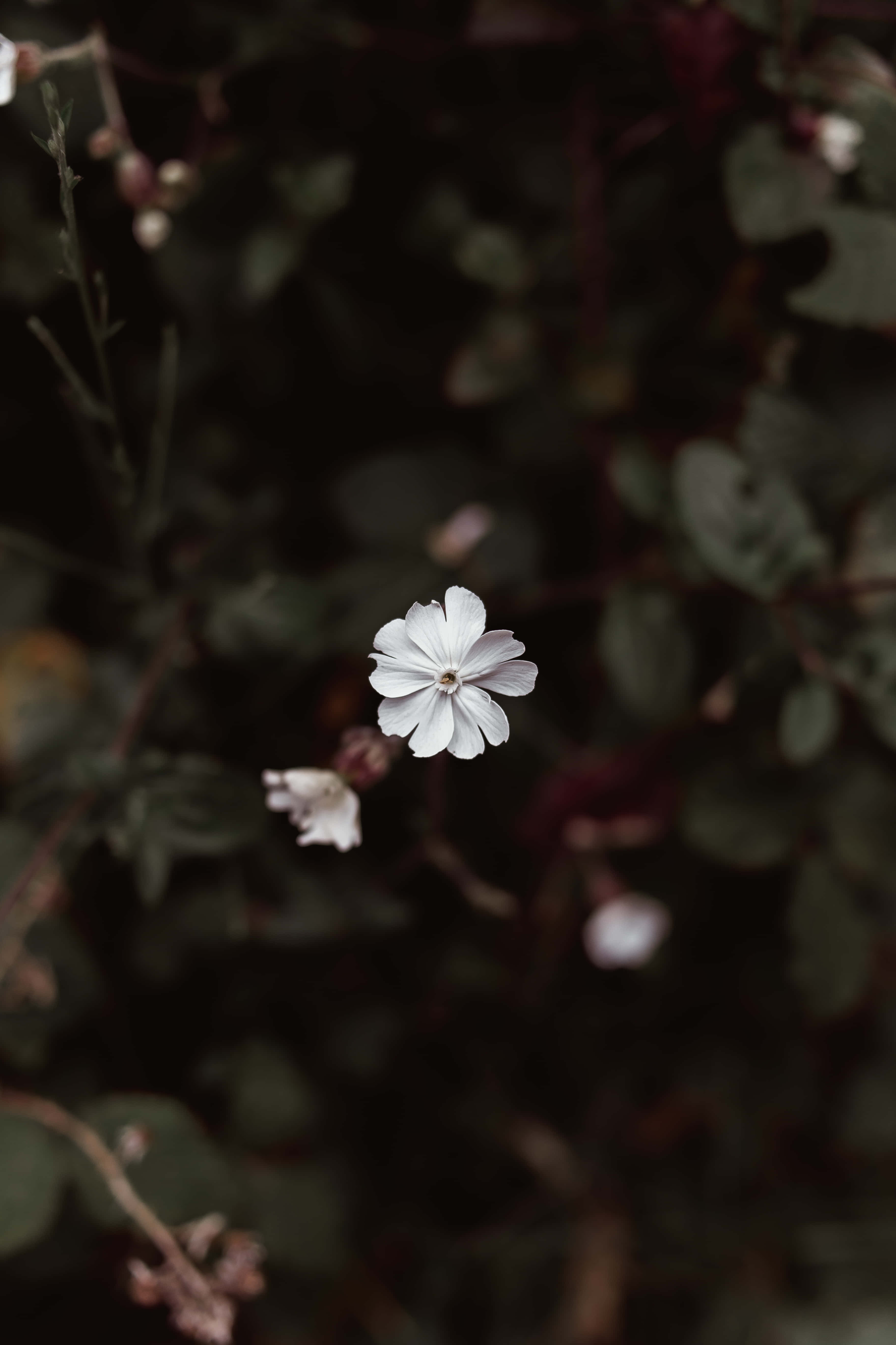 white flower, dark blurred foliage background, delicate, 5K Phone Wallpaper