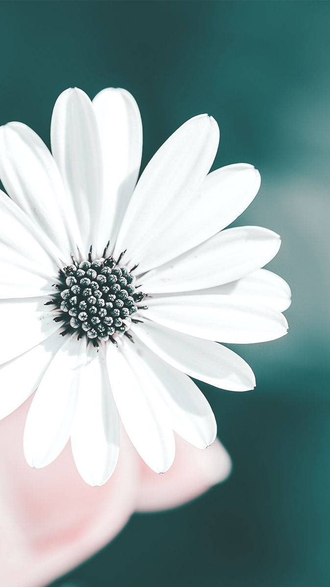 white daisy, pristine white, soft teal backdrop, SD Phone Wallpaper