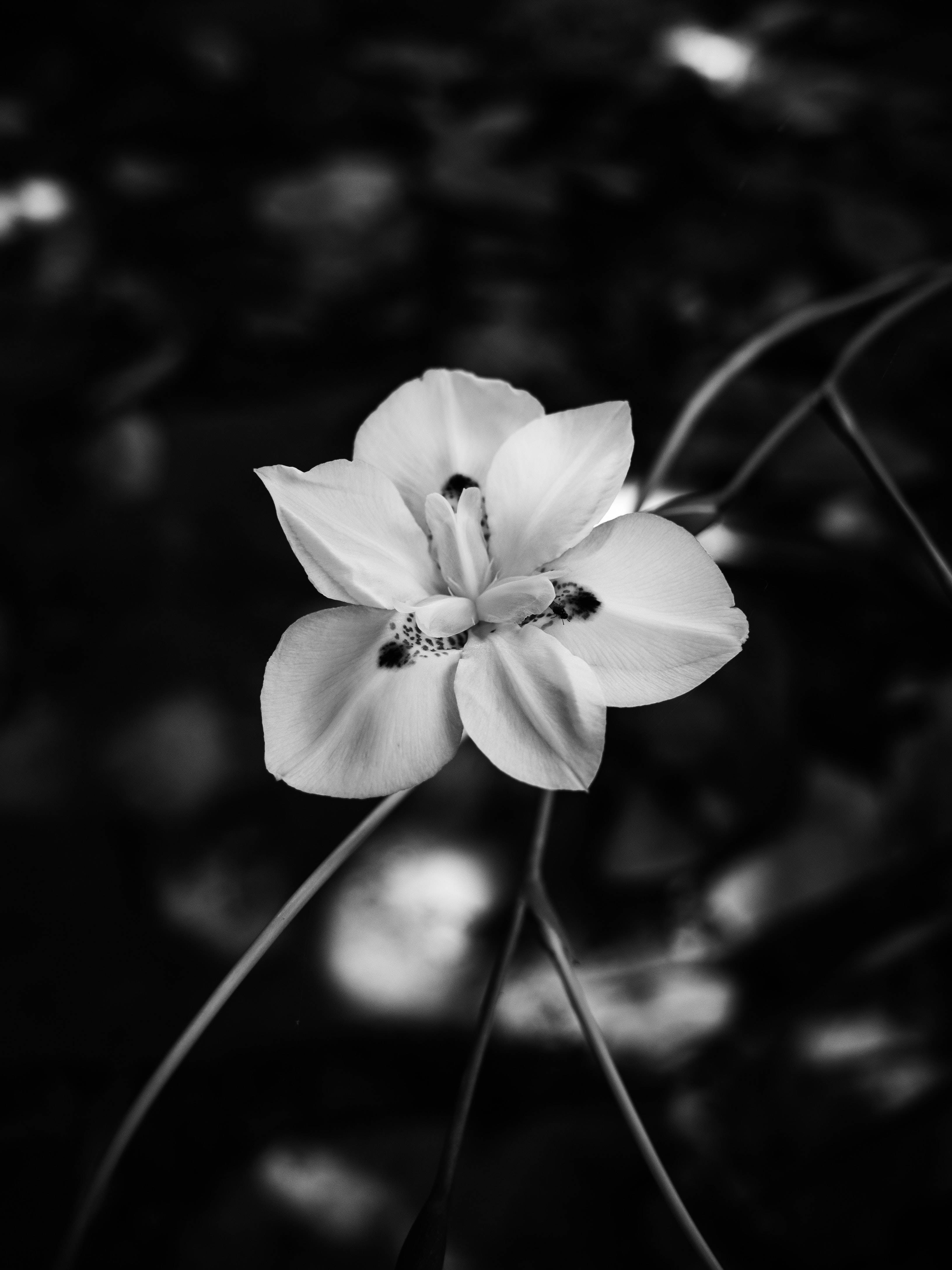 White Flower, iPhone, gloomy, 4K Phone Wallpaper