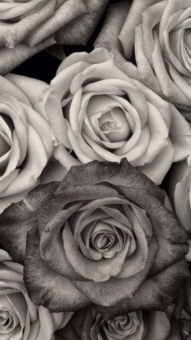 black and white flower iphone, rose, monochrome, SD Phone Wallpaper