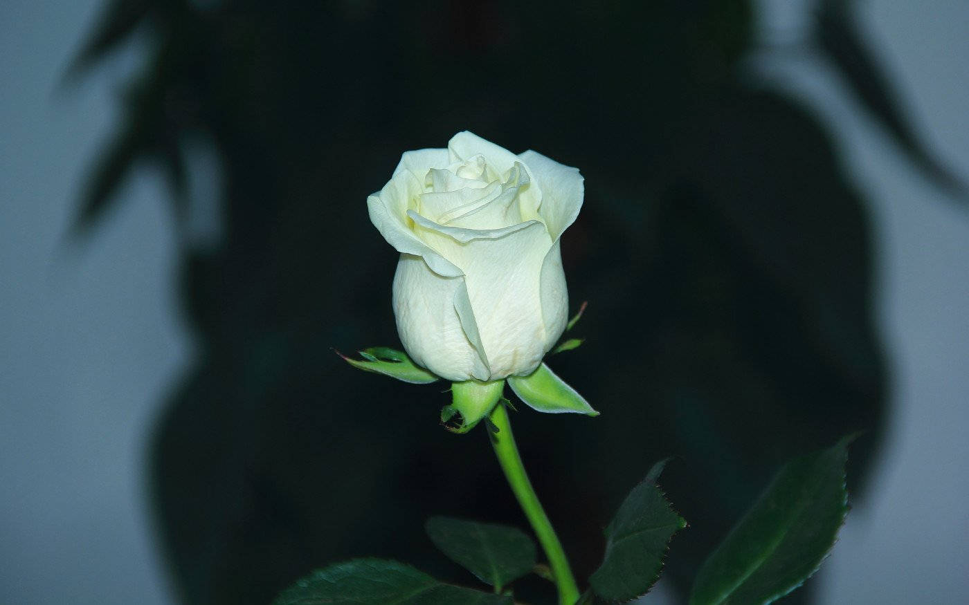white flower rose, pristine white rosebud, green stem, HD Desktop Wallpaper