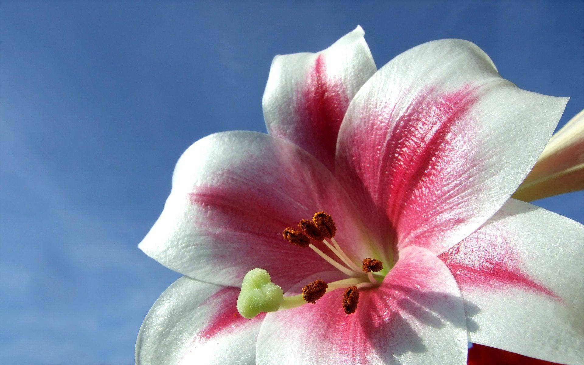 white lily, pink streaks, clear blue sky, Full HD Desktop Wallpaper