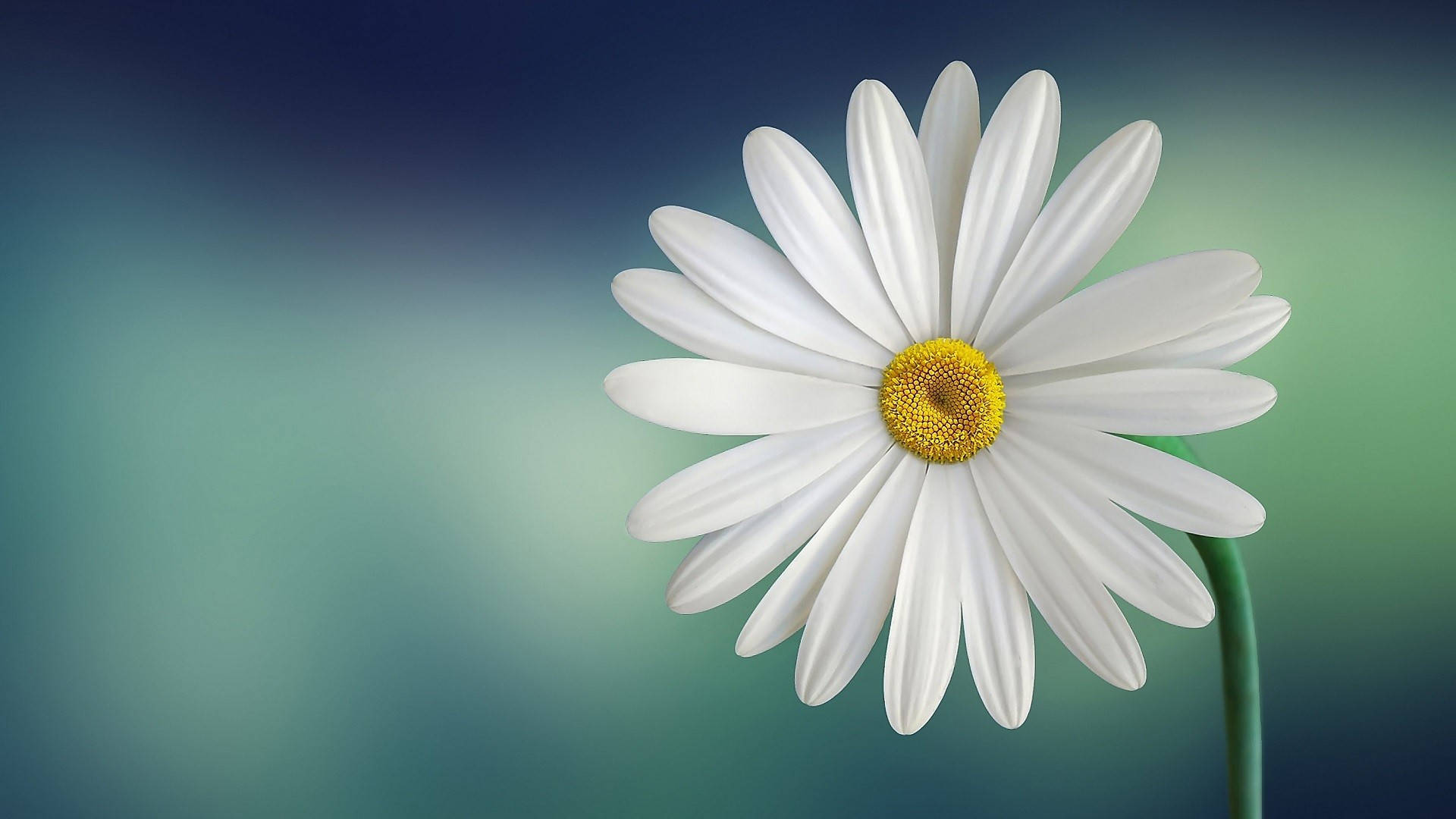 white daisy, vibrant yellow center, soft gradient of teal and blue background, Full HD Desktop Wallpaper