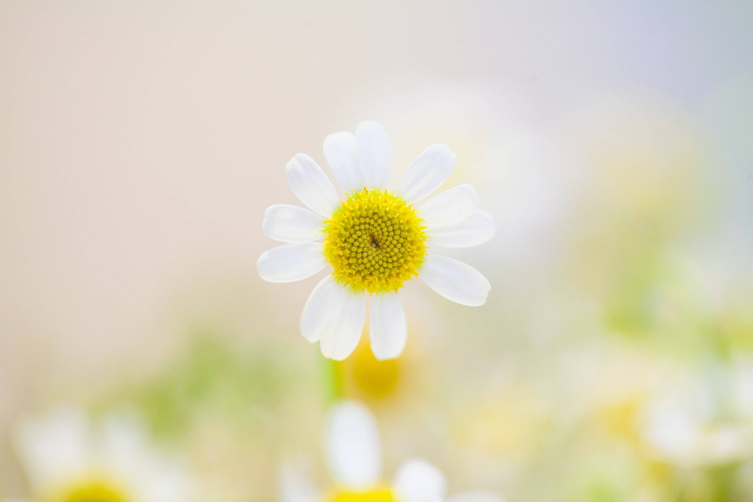 daisy, white petals, vibrant yellow center, Full HD Desktop Wallpaper