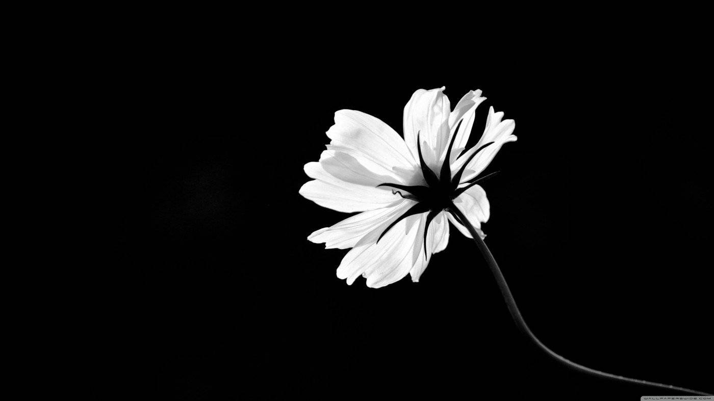 White Flower, delicate petals, dark center, HD Desktop Wallpaper