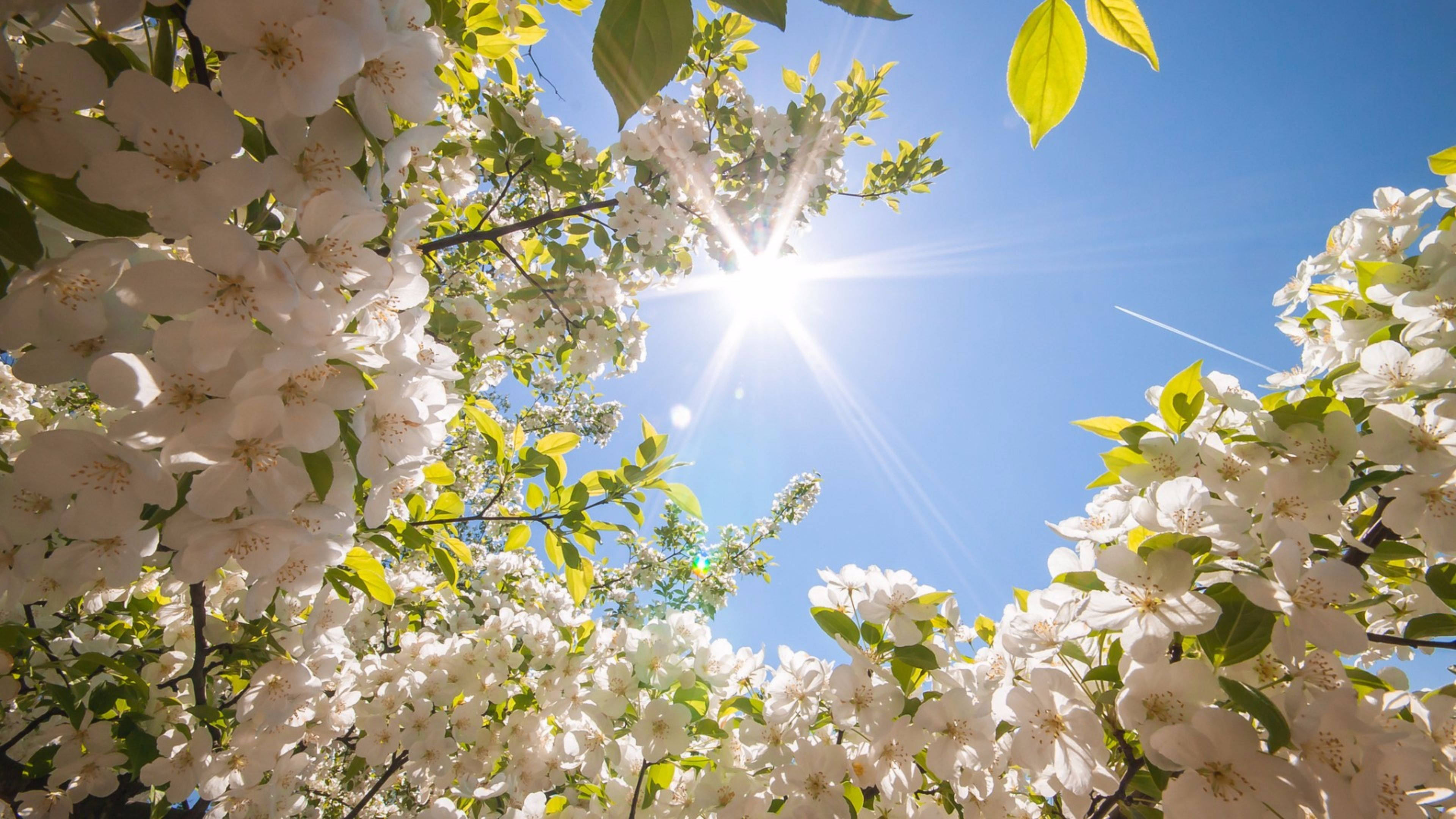 White Flower, sunny, sunlight, 4K Desktop Wallpaper