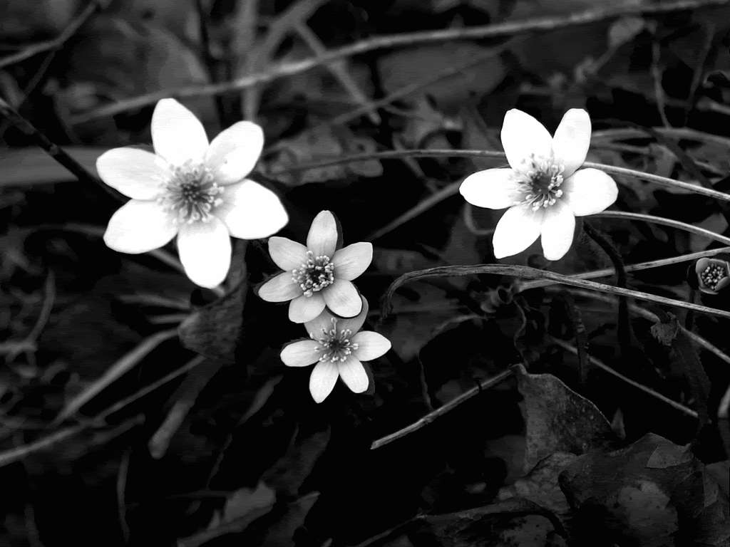 White Flower Monochrome, white flowers, dark foliage, SD Desktop Wallpaper