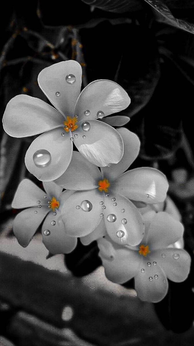 White Flower, iPhone, dew drops, SD Phone Wallpaper