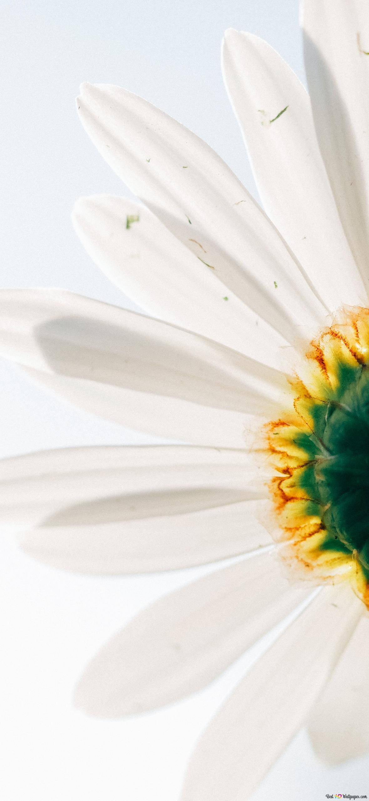 white daisy flower, vibrant yellow and green center, soft light blue background, Full HD Phone Wallpaper