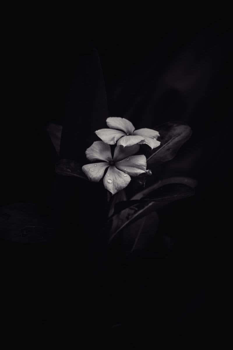 Black And White Flower iPhone, monochrome, dew drops, SD Phone Wallpaper