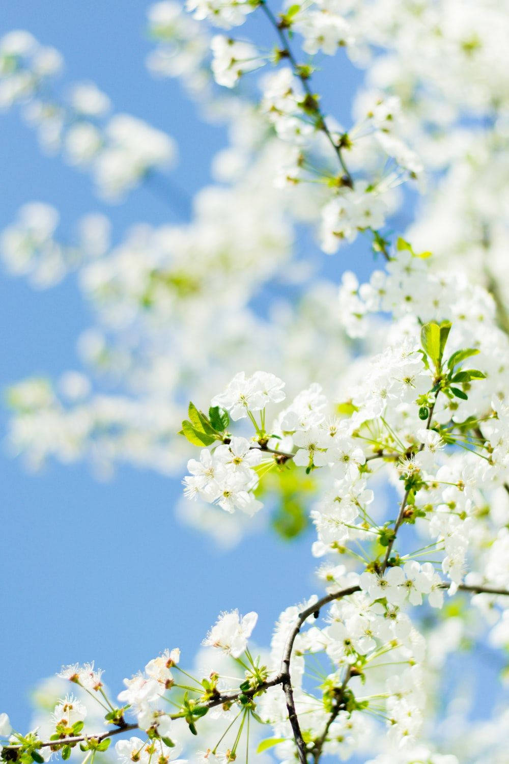 White Flower, cherry blossoms, blue sky, HD Phone Wallpaper