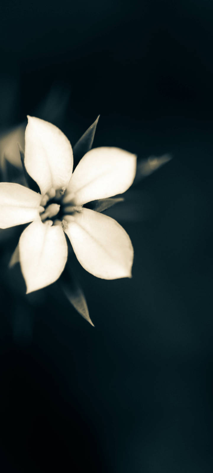macro white flower plant, iPhone, luminous white flower, HD Phone Wallpaper