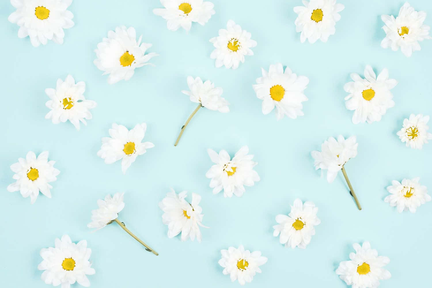 Aesthetic Daisy, white daisies, yellow centers, HD Desktop Wallpaper