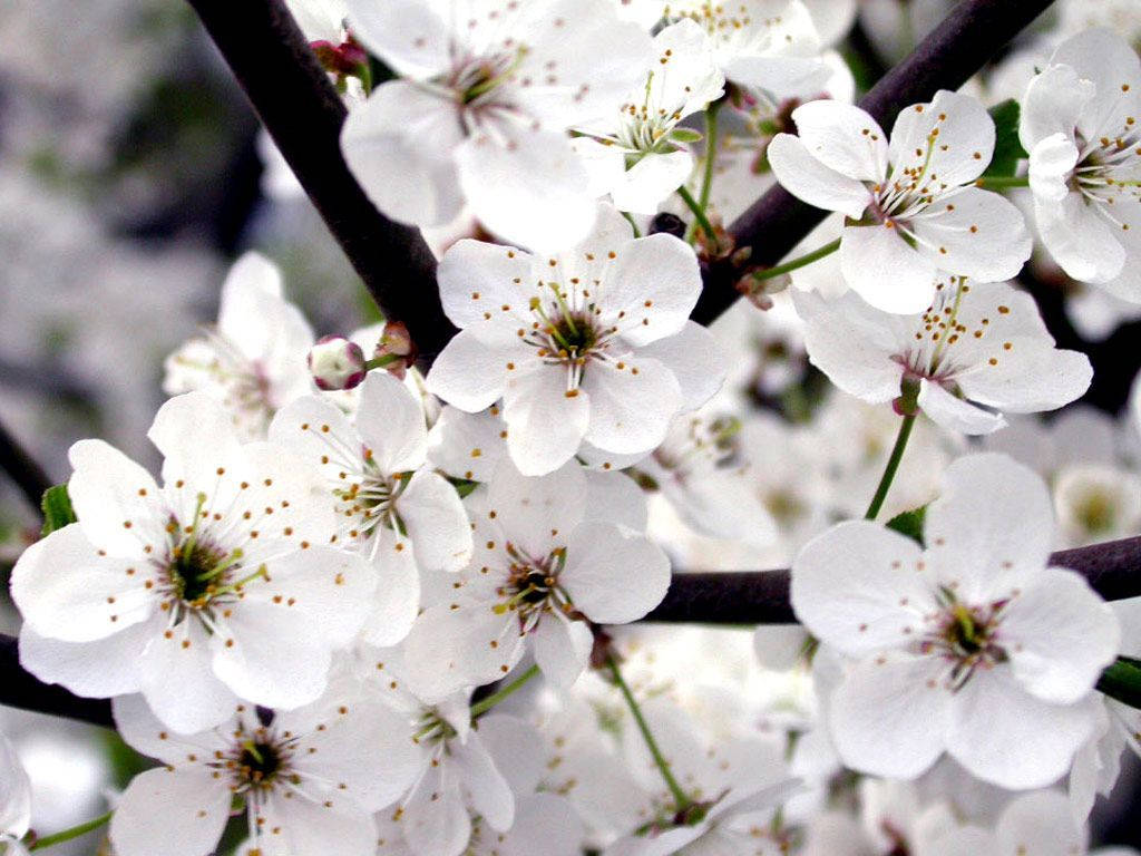 Cherry Blossoms, white flower, yellow stamens, SD Desktop Wallpaper