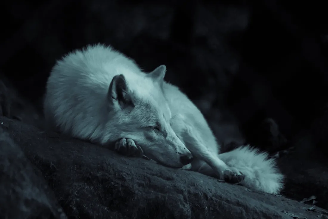 White Fox
