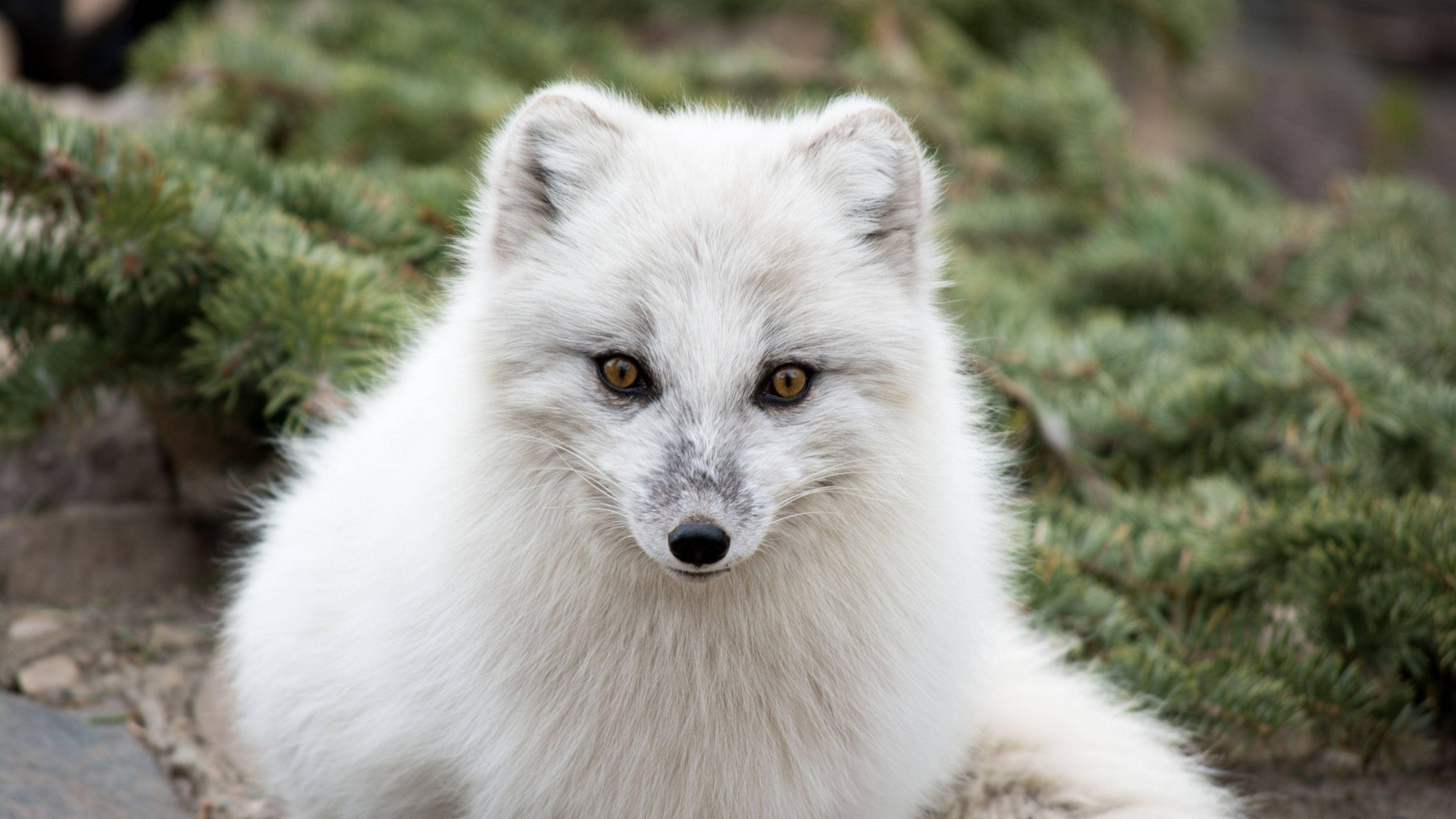 yellow-eyed white fox, fluffy white arctic fox, amber eyes, 4K Desktop Wallpaper