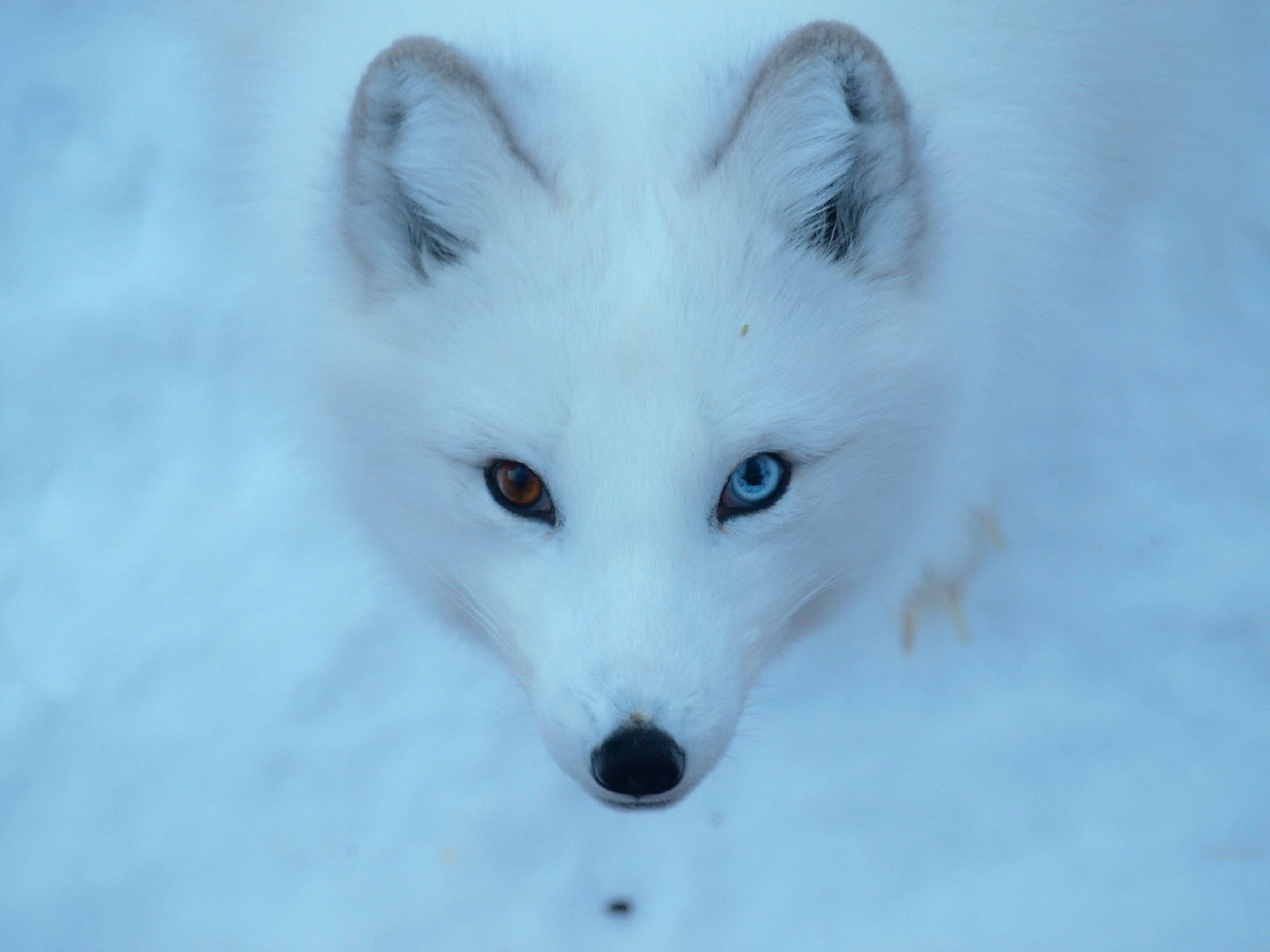 white arctic fox, heterochromia, amber eye, 2K Desktop Wallpaper