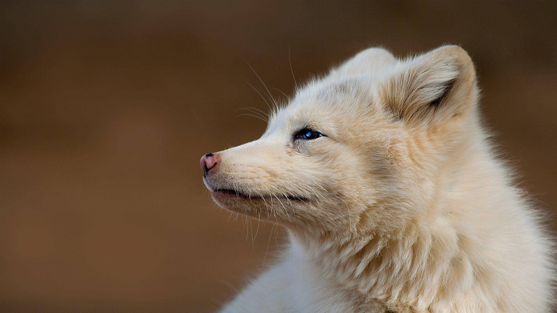 white fox, blue eyes, soft brown background, Full HD Desktop Wallpaper