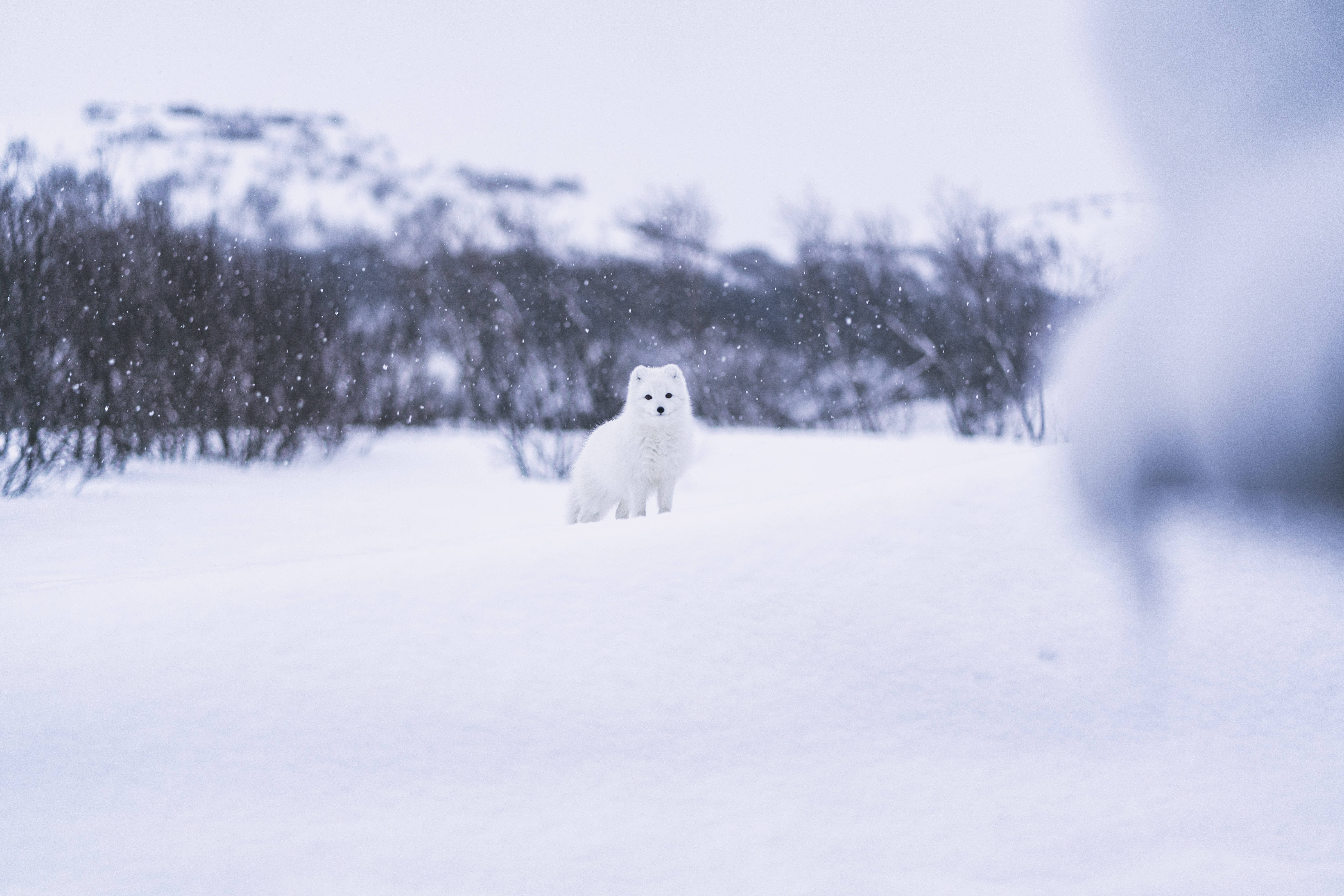 White Fox, snowy field, gentle snowflakes, 5K Desktop Wallpaper