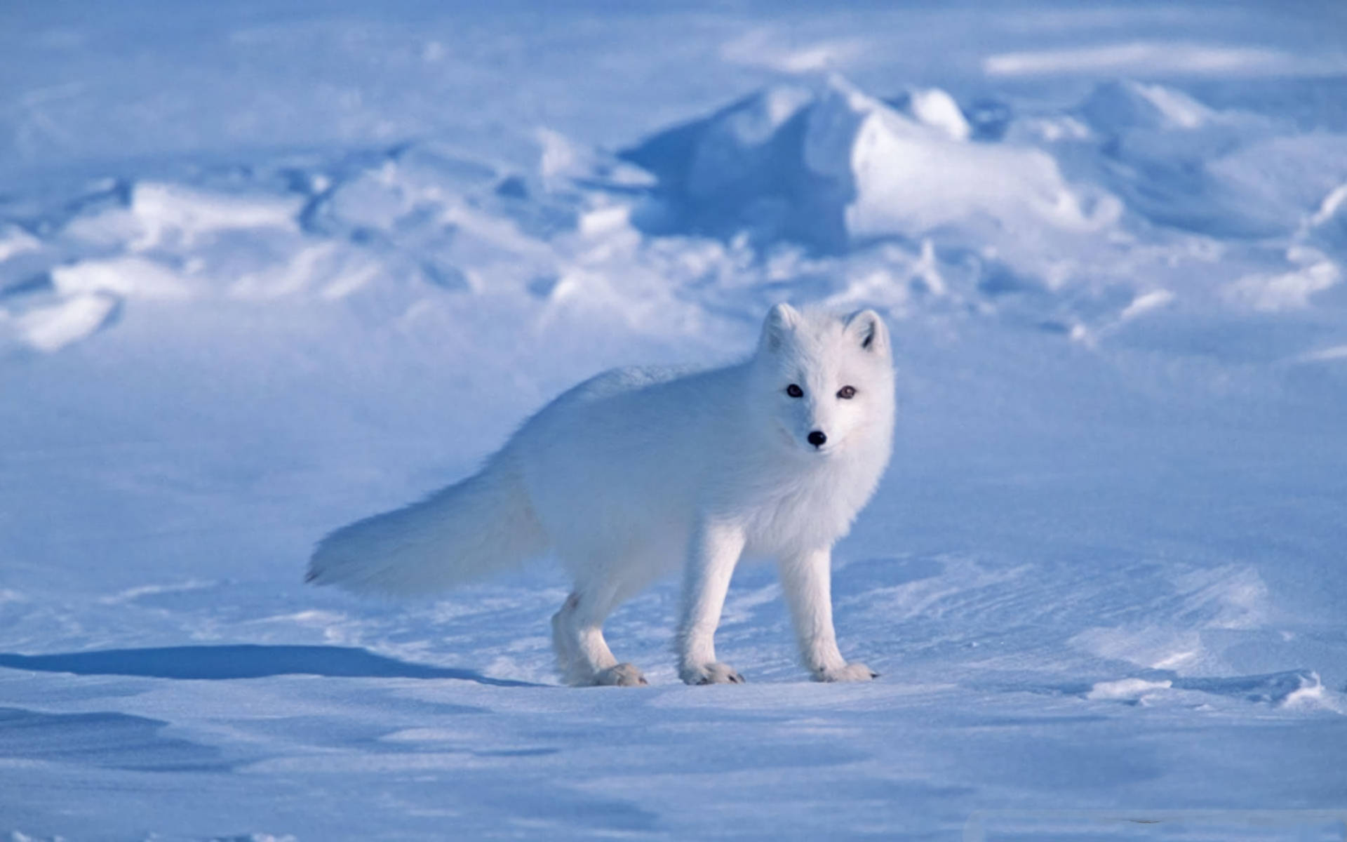 white arctic fox, snowy landscape, bright daylight, Full HD Desktop Wallpaper