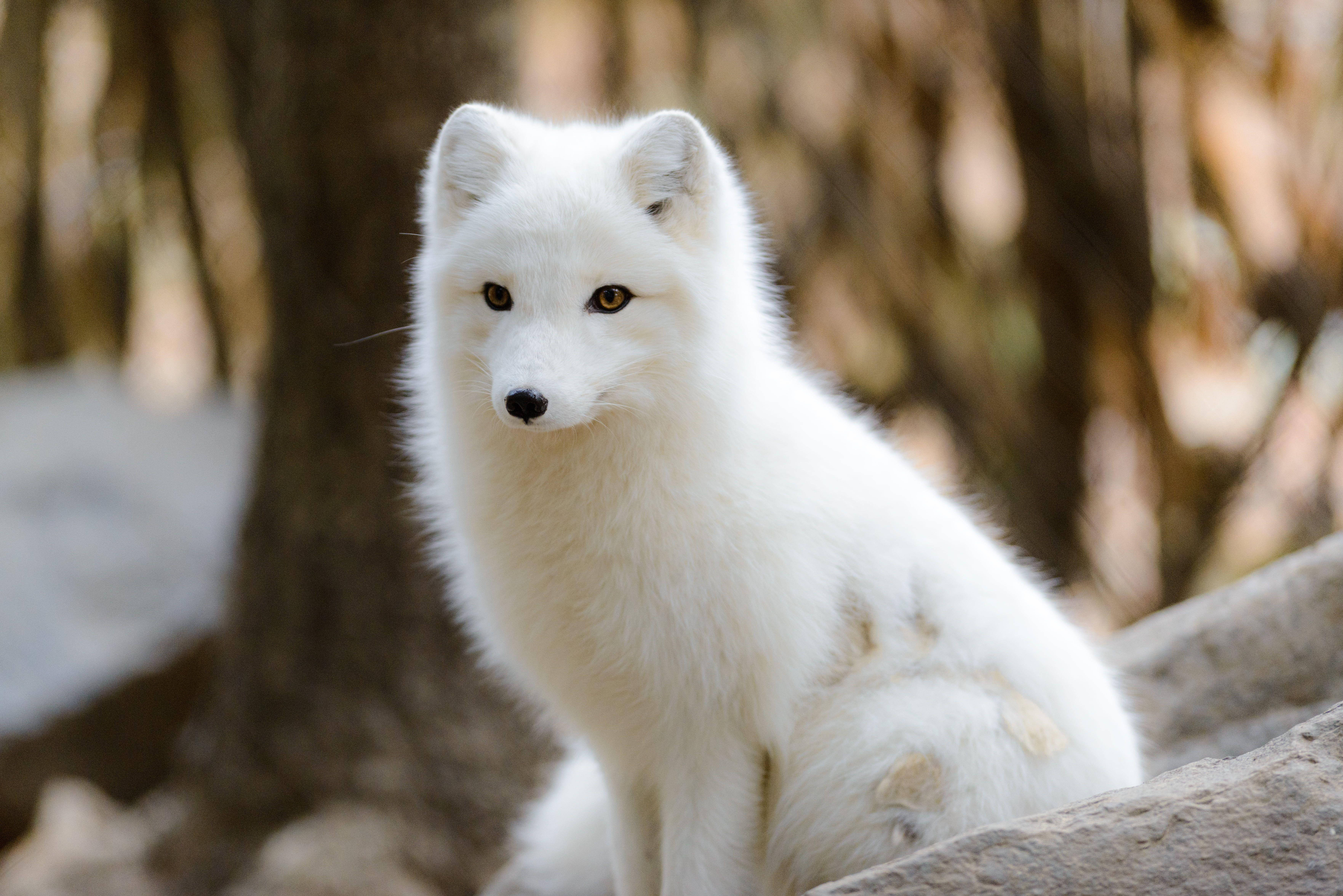 white arctic fox, sunlit forest, rock, 5K Desktop Wallpaper