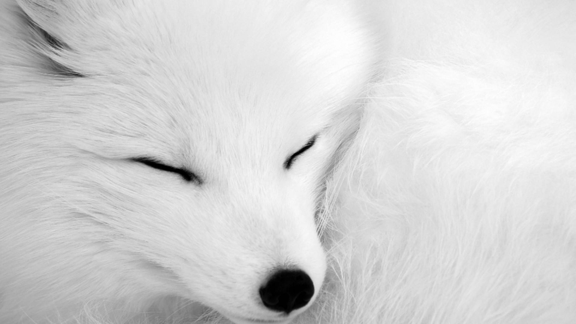 White Fox, close-up, sleeping, Full HD Desktop Wallpaper